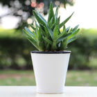 OD 110mm Cone Sprout Sauto Reservoir Self Watering Houseplant Pots