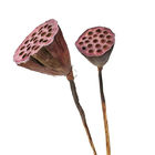 Ornamental 50cm Seedpod Lotus Root Dried Flower Decor