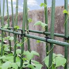 Green Plastic Coated 60cm Metal Garden Stake For Plant Support