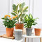 11cm Self Watering Houseplant Pots